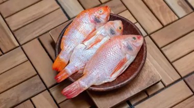Nouvelle plateforme numérique dédiée à la commercialisation du tilapia rouge