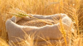 بهذا السعر.. الجزائر تشتري كميات من قمح الطحين في مناقصة محدودة