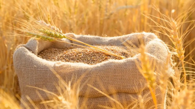 بهذا السعر.. الجزائر تشتري كميات من قمح الطحين في مناقصة محدودة