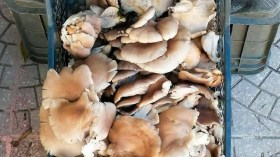 المنقبون عن “الفقايع” يمشطون جبال الشلعلع بباتنة