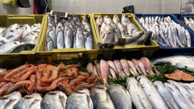 شركة عمومية جديدة لتسويق منتجات الصيد البحري قريبًا