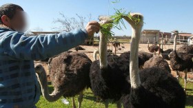 تربية النّعام… من هواية إلى مشاريع فلاحية واعدة