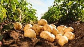 المواطنون يتمنون دوام الحال والمطاعم الرابح الأكبر من البطاطا!