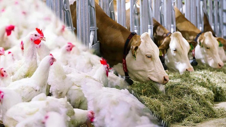 بُشرى للفلاحين ومصنّعي الأعلاف