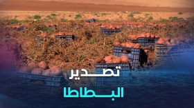 الشروع في تصدير البطاطا نحو بلدان إفريقية وعربية