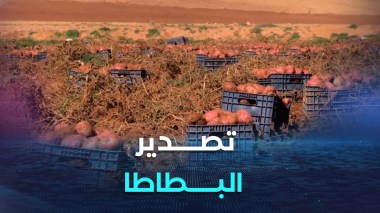 الشروع في تصدير البطاطا نحو بلدان إفريقية وعربية