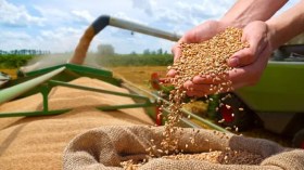 بهذا السعر.. الجزائر تبرم إحدى أكبر صفقات القمح لهذا العام