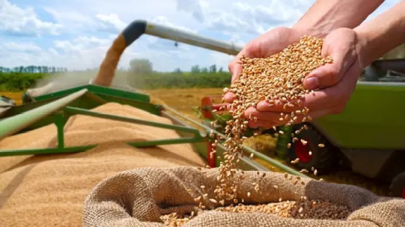 بهذا السعر.. الجزائر تبرم إحدى أكبر صفقات القمح لهذا العام