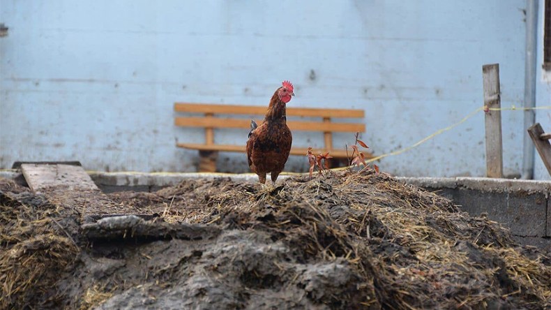 مخلفات الدواجن ثروة مهملة تحتاج إلى تنظيم واستغلال