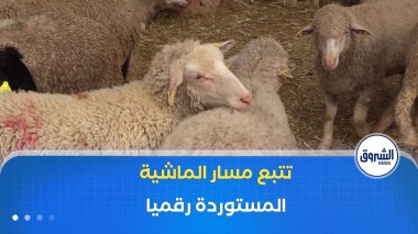 منصة رقمية لأول مرة لتتبع مسار الماشية المستوردة