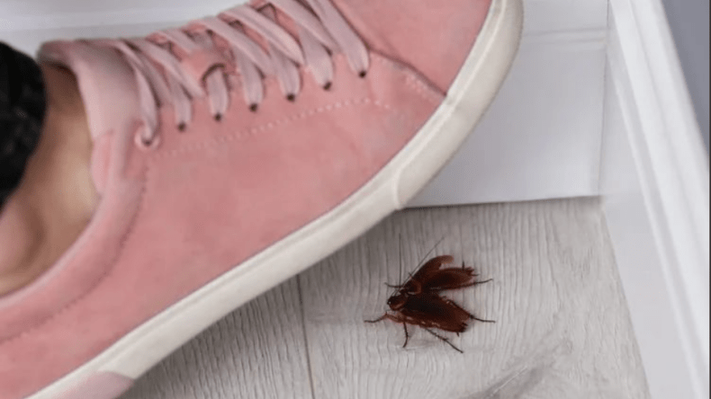 لماذا يعتبر دعس الصرصور مشكلة كبيرة؟