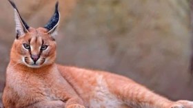 جزائريون يحتجزون ويتاجرون بالحيوانات البرية