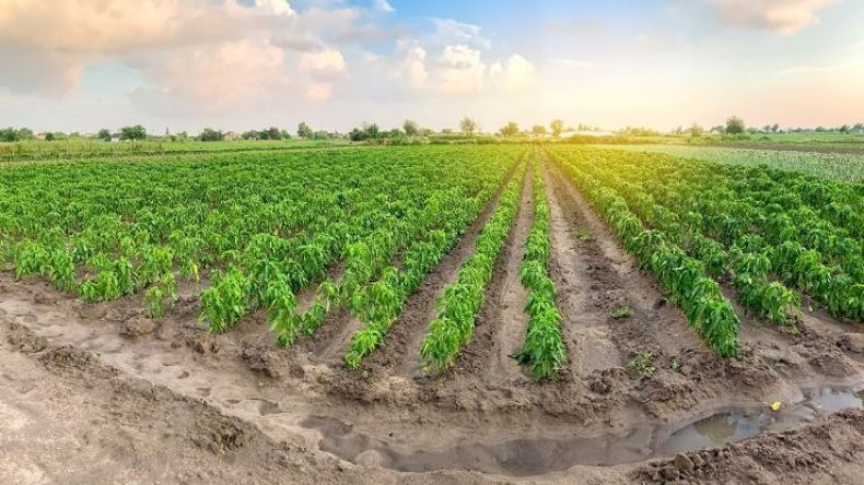 هام بخصوص الاستفادة من المحفظة العقارية بالجزائر العاصمة