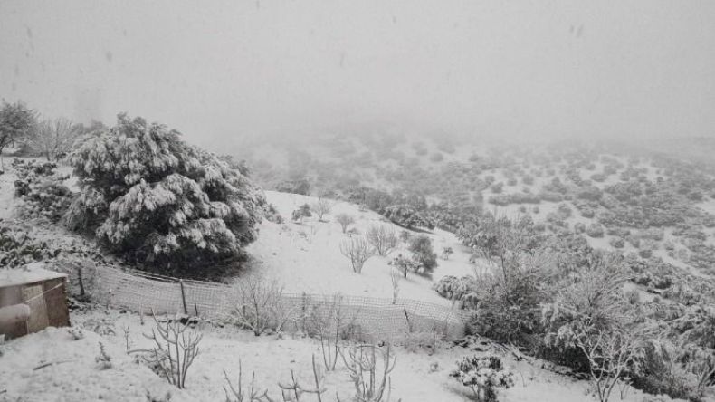 نشرية خاصة: ثلوج وأمطار غزيرة على هذه الولايات