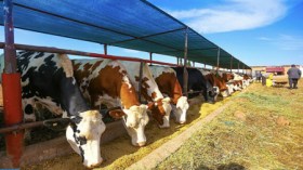 وفرة أعلاف الماشية ورفع الإنتاج عبر وحدات “أوناب”