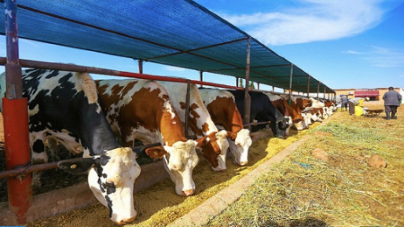 وفرة أعلاف الماشية ورفع الإنتاج عبر وحدات “أوناب”