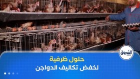 لخفض تكاليف الدواجن.. وصول شحنات الأعلاف ومطالب بوقف الإستيراد العشوائي