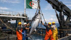 التونة الحمراء.. الجزائر تدخل مرحلة جديدة بمشروع استثنائي