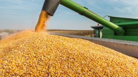 وزارة الفلاحة تستعد لاستيراد 1.15 مليون طن من الذرة
