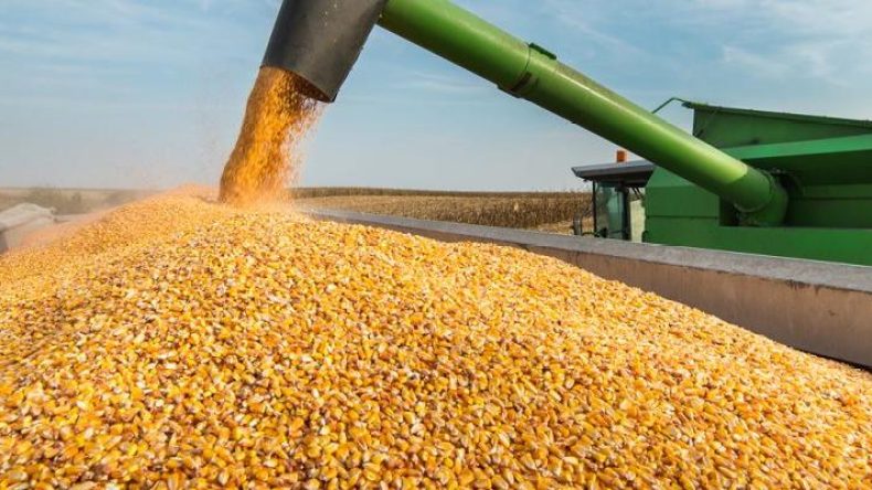 وزارة الفلاحة تستعد لاستيراد 1.15 مليون طن من الذرة