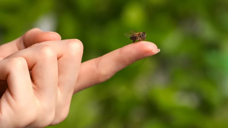  تعرّف على 5 فوائد صحية لسم النحل