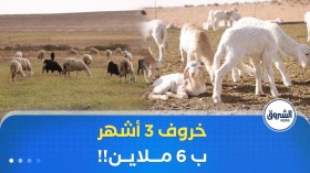 جنون الأسعار يضرب أسواق الماشية.. خراف لـ 3 أشهر بـ 6 ملايين سنتيم