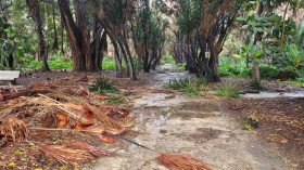 ولاية الجزائر: تمديد غلق جميع الفضاءات الغابية والمتنزهات العمومية