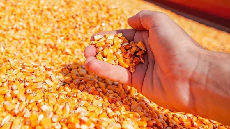 دعم عاجل للفلاحين في مجال الذرة الحبية بأدرار