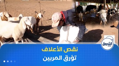 توفير الأعلاف والسماح باستيراد العجول الحية أهم مطالب المربيين لإعادة التوازن لسوق اللحوم الحمراء