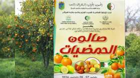 بفضل التقنيات الحديثة.. العاصمة في طليعة منتجي الحمضيات وطنيا