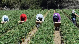 انطلاق إرسال طلبات العمل الموسمي للجزائريين في إيطاليا