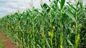 آفاق واعدة لزراعة الذرة الصفراء بأدرار وتيميمون