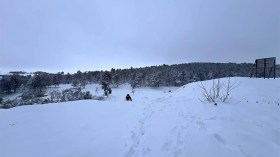 أمطار غزية وثلوج كثيفة على هذه الولايات