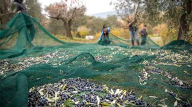 جني الزيتون بالطرق التقليدية يضاعف حوادث السقوط!