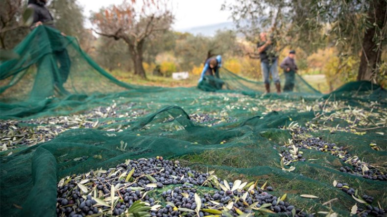 جني الزيتون بالطرق التقليدية يضاعف حوادث السقوط!