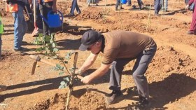 تحدٍّ جديد لغرس 5 ملايين شجرة خلال يوم واحد