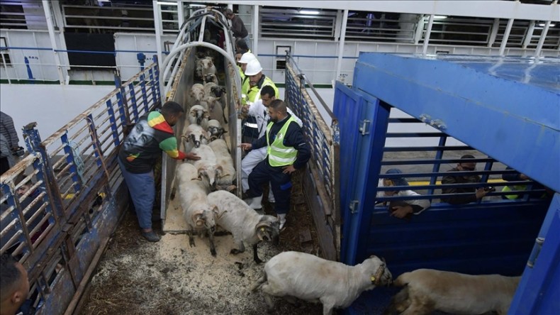 استيراد مليون رأس غنم.. قرارات جديدة من وزير الفلاحة