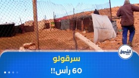 عصابة سرقة المواشي في بريان بولاية غرداية تسلب شيخا 60 راسا من الغنم
