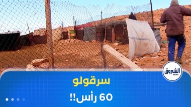 عصابة سرقة المواشي في بريان بولاية غرداية تسلب شيخا 60 راسا من الغنم