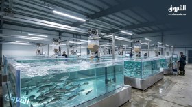 إعفاءات جمركية وتحفيزات ضريبية جديدة لدعم شعبة تربية المائيات