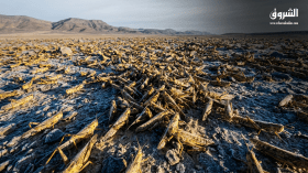 الفاو تحذّر من تصاعد محتمل لنشاط الجراد.. هل الجزائر في دائرة الخطر؟