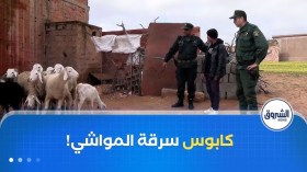 سرقة المواشي..كابوس يهدد رزق الموالين