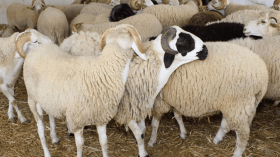 “تمر الأغنام”.. منتج مبتكر لتسمين المواشي في بسكرة