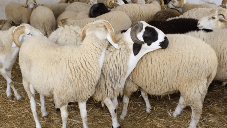 “تمر الأغنام”.. منتج مبتكر لتسمين المواشي في بسكرة