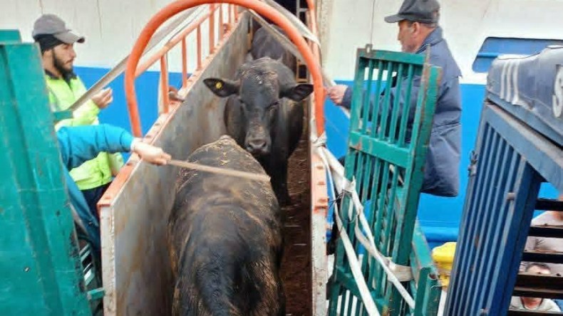 تضم 2024 رأسًا.. ميناء بجاية يسجل أول عملية رسو لسفينة محملة بالعجول