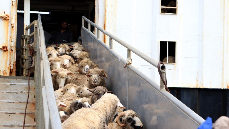 ميناء بجاية يستقبل 11.700 رأسًا من الأغنام الرومانية