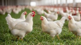 أوناب تحدّث تركيبات الأعلاف لتعزيز الإنتاجية وجودة اللحوم