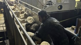 قادمة من إسبانيا.. وصول سفينة محملة بـ 12 ألف رأس غنم إلى وهران