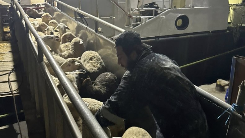 قادمة من إسبانيا.. وصول سفينة محملة بـ 12 ألف رأس غنم إلى وهران