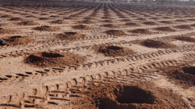 100 ألف شجرة أرقان للغرس في حملة الـ5 مليون شجرة